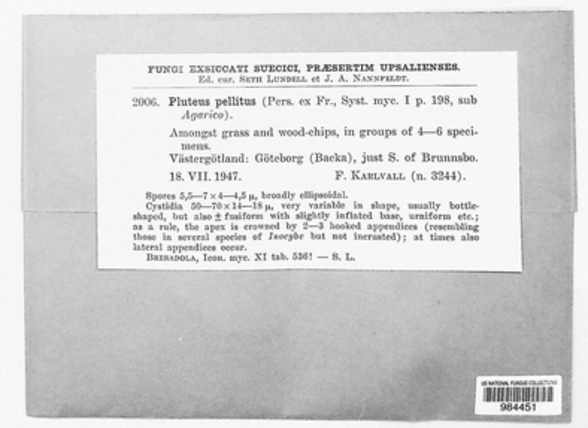 Pluteus pellitus image